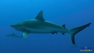 Gray Reef Sharks | SHARK ACADEMY