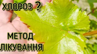 ХЛОРОЗ! ПОЖОВТІЛИ ЛИСТКИ НА ВИНОГРАДІ? ПОЛИВАЙ ЗАЛІЗНИМ КУПОРОСОМ! МЕТОД ЛІКУВАННЯ ХЛОРОЗУ🍇🍇