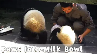 Baby Panda Putting Back Paw Into Milk Bowl | iPanda