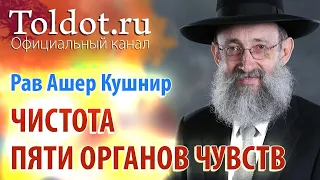 Рав Ашер Кушнир. Чистота пяти органов чувств. Месилат Йешарим 56