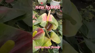 new hybrid anthurium andraeanum flower. plant #anthurium #anthuriumflowers