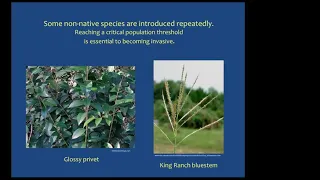 BCP Forest Restoration - Non-native Invasive Tree ID and Removal