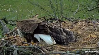 Decorah Eagles - North Nest 27.04.2024