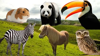 The Funniest Animal Sounds: Buffalo, Owl, Camel, Hippo, Ostrich,... | ANIMAL