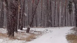 ASMR SNOW STORM ON FOREST PATH HOWLING WIND RAPID FALLING SNOW RELAXATION AMBIENCE