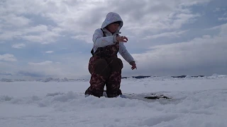 зубарь за торосами / рыбалка 2019 в апреле / Fishing