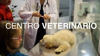¿Cómo es el día a día de un veterinario? - Clínica veterinaria DOGKING