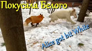 Алиса лиса. Лиса напала на собак (The fox attacked the dogs).