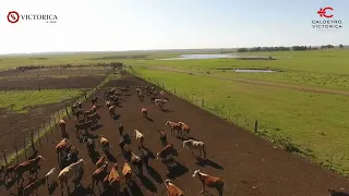 Campo en venta en Paysandú ref. 5439