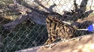 Zoo to You Virtual Safari: Lisu the Clouded Leopard