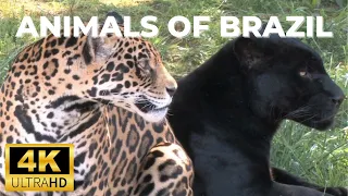 Animals of Brazil 4K Scenic Relaxation Film  | Wildlife of Brazil | Relaxing Music 4K HD Video