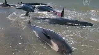 39 черных дельфинов выбросившихся на берег погибли (новости)