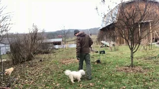 Teach dog to come when called Here command with Coton De Tulear