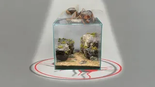 Story of a natural formicarium (Messor structor - harvester ants)