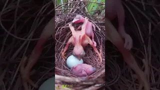 The cuckoo bird pushed the bird again, and the bird narrowly escaped the disaster杜鹃鸟又来推小鸟，小鸟侥幸逃过一劫