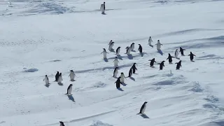 アデリーペンギンからの皇帝ペンギン腹滑り