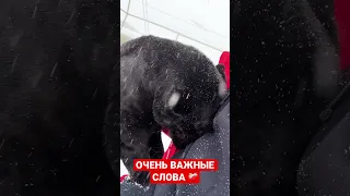 ЕСТЬ ЧТО-ТО ДОРОЖЕ И ВАЖНЕЕ ДЕНЕГ ❤️‍🩹 Ягуар и человек #animal #panther #blackpanther #jaguar