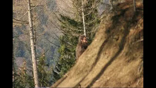 Sasquatch Captured on Camera in Vrancea Mountains