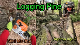 Těžba borovic, logging pine, Stihl Ms 362, Zetor ukt 7245, Agama aga 2,@jpforest8882