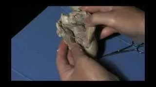 Sheep Heart Dissection: Student Cut #1 for Lesson Plan