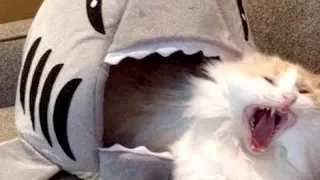 Don't watch this, YOU WON'T BE ABLE TO STOP LAUGHING- The FUNNIEST ANIMAL compilation