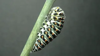 Swallowtail caterpillar to chrysalis