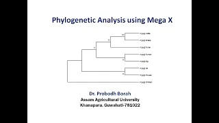 Phylogenetic Analysis using Mega X (Practical)