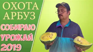 🍉Cобираю урожай 2019