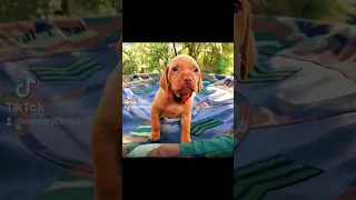 Introducing the vizsla boys