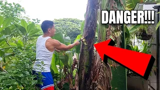 The Scary Thing That Happened When Harvesting Our Bananas at the Farm House | Vlog #1665