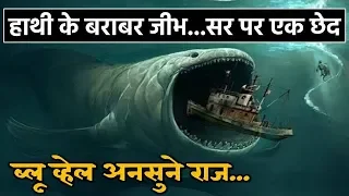 ब्लू व्हेल के बारे में रोचक और आश्चर्यजनक तथ्य क्या हैं? Blue Whale Facts