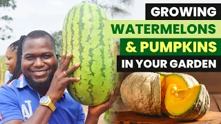 Master the Art of Growing Huge Watermelons and Pumpkins in Your Garden