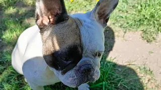 Ловкость лап и зубов, или как забрать свой мяч. Мастер класс от Тэи.😄🏀🐶🐾