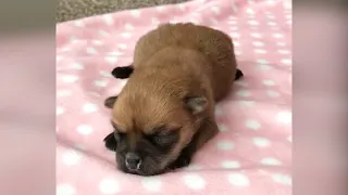 Rescue The Abandoned Tiny Puppy Hasn't Opened Its Eyes Yet But She Is Still Strong And Resilient