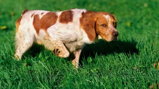 The Endearing Quirks and Habits of the Brittany Dog