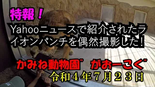 Yahooニュースで紹介された【ライオンパンチ】を撮影した！かみね動物園令和４年７月２３日（土）