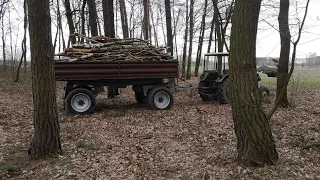 Wycinka uschniętych drzew || Kolejna wyprawa do lasu || C-330 w akcji