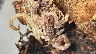 When Will My Scorpion Molt? Signs of Pre-molt & Care Tips