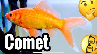 Comet Goldfish Tank Care & Growth - Common?