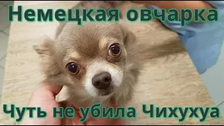 Немецкая овчарка чуть не убила  Чихуахуа. Спас Питбуль