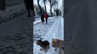 Вас не слушается собака? Не можете гулять в городе? Это легко исправить!