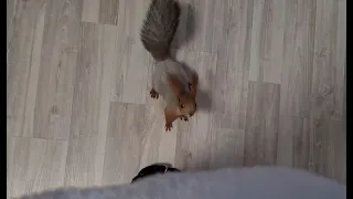 Бельчонок сам не знает чего хочет! 🤣 Playful squirrel
