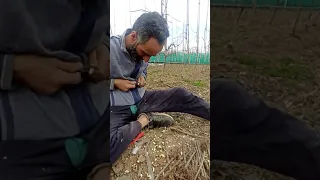 Grafting | paiwand in kashmir|Grafting On Hd Plants|How to Graft a Apple tree #grafting #kashmir