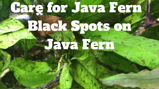 Care for Java Fern - Black Spots on Java Fern