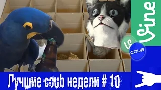 Лучшие Coub'ы недели 2015 #10 Человек кот