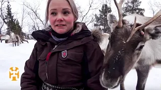 My Day with a Sami Reindeer Herder | Norway Nomad Stories | World Nomads