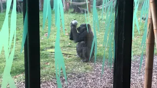 Gorilla Enrichment at ZSL London Zoo