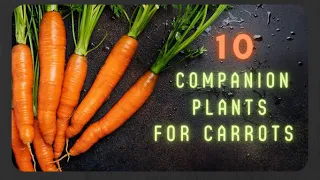 The Best Companion Plants For Carrots & A Few Plants To Avoid