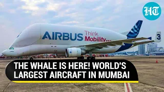 Whale-shaped super transporter Airbus Beluga arrives in Mumbai | All About The 'Majestic Beast'