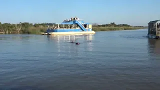 MAH06520 Hippopotamus, Santa Lucia, South Africa